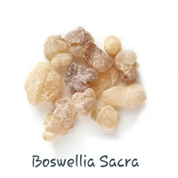 Boswellia sacra