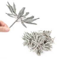 Kadilo beli žajbelj v lističih