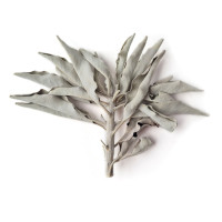 Kadilo beli žajbelj v lističih