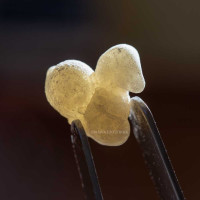 Incense Boswellia sacra - yellow-white boswellia from Oman - Superior Hojari 25 g