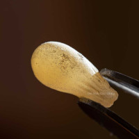 Incense resin Boswellia Serrata or Indian boswellia 1. quality