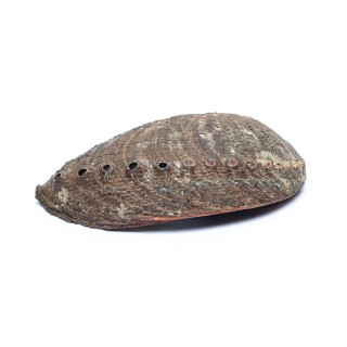 The abalone shell - Haliotis Fulgens
