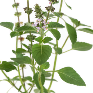 Tulsi, Sveta bazilika