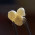 Kadilo Boswellia sacra - rumeno-bela Oman kvaliteta 1. Hojari 50g