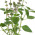 Tulsi, Sveta bazilika
