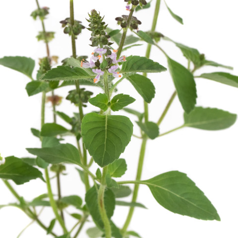 Tulsi, Sveta bazilika