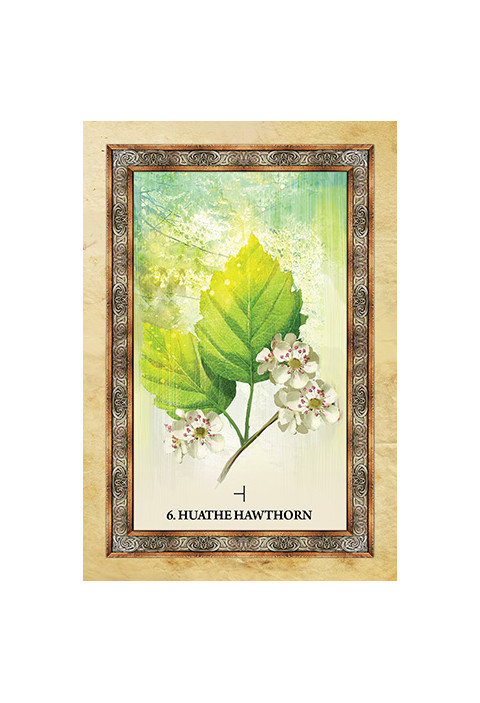 Orakeljske karte Celtic Tree Oracle
