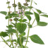 Tulsi, Sveta bazilika
