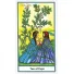 Karte The Herbal Tarot